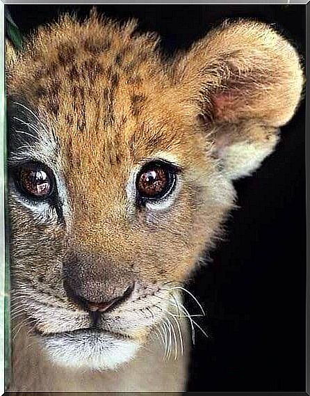 Lion cub